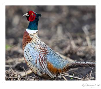 ring-necked pheasant 1 copy.jpg